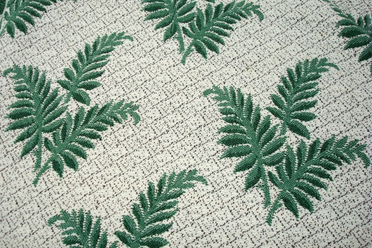 Cyathea spinulosa