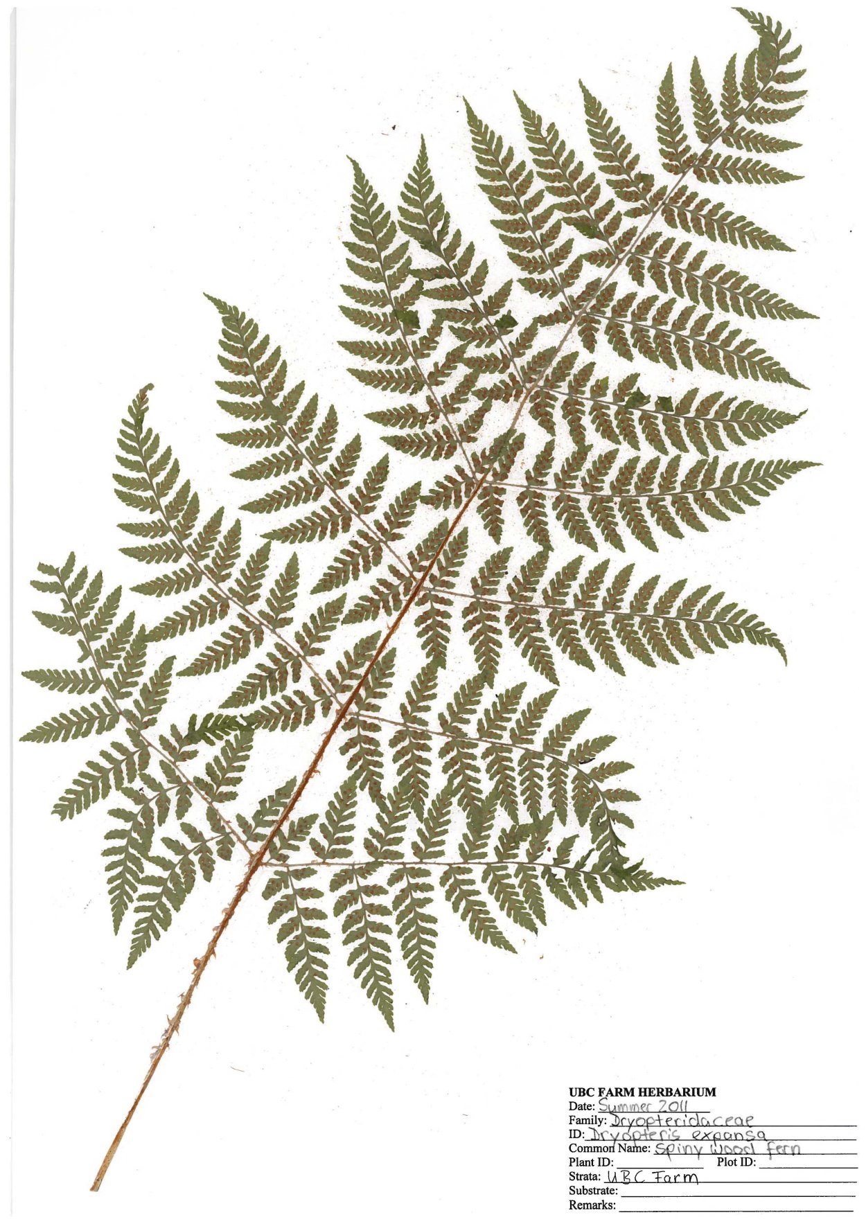 Botanical Prints папоротник