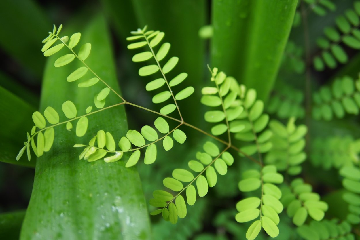 Rain Forest leaves