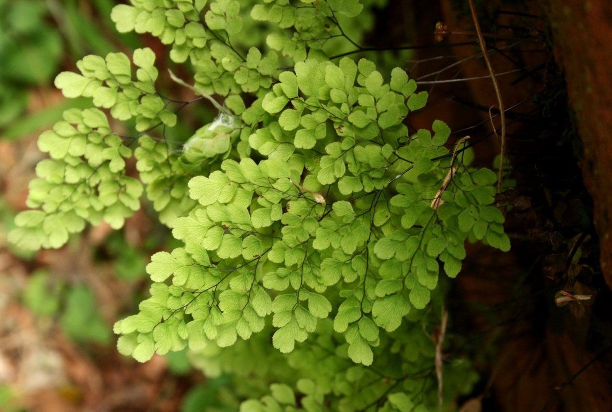 Папоротник Adiantum