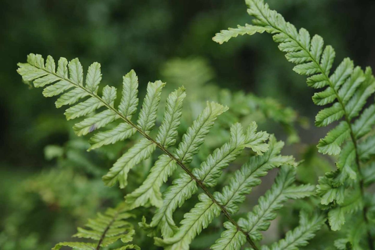 Щитовник dryopteris affinis