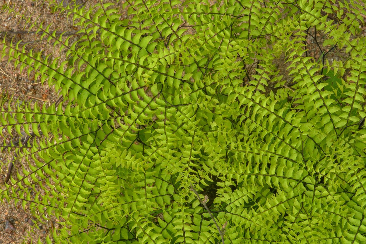 Адиантум стоповидный (Adiantum pedatum)