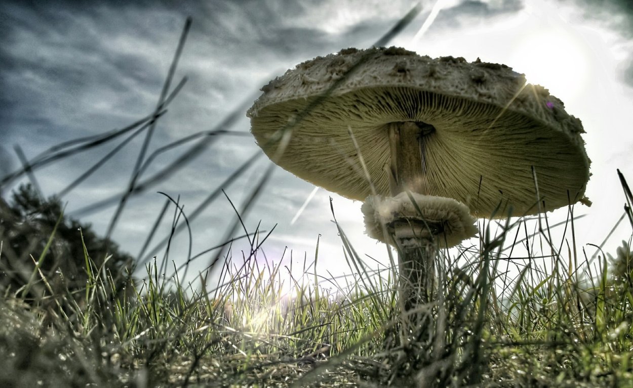 Грибы 4k