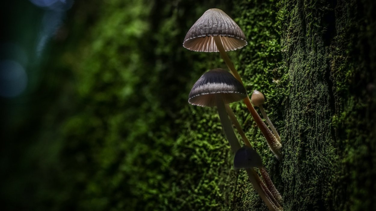 Фотообои грибы