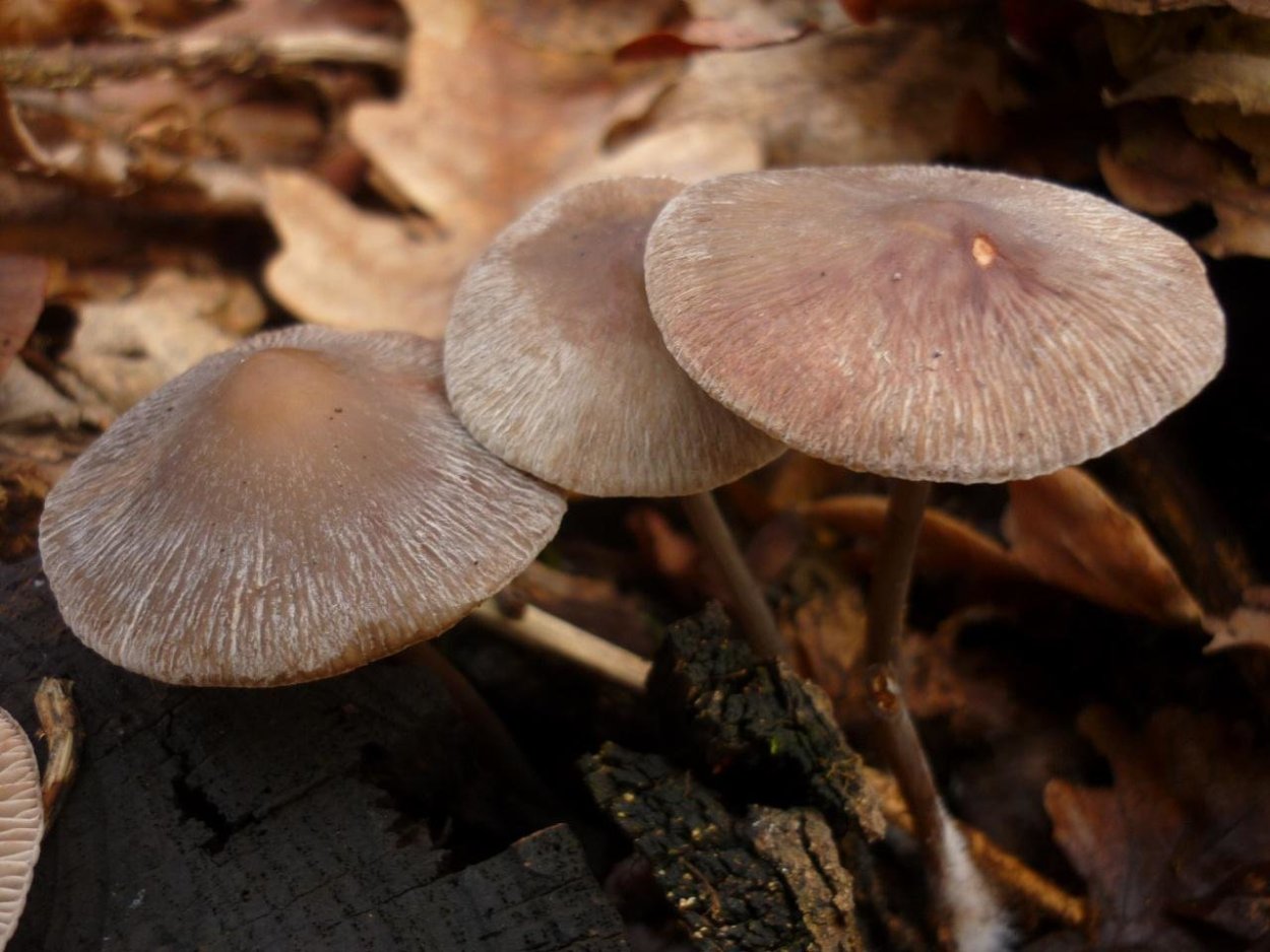 Psathyrella multipedata