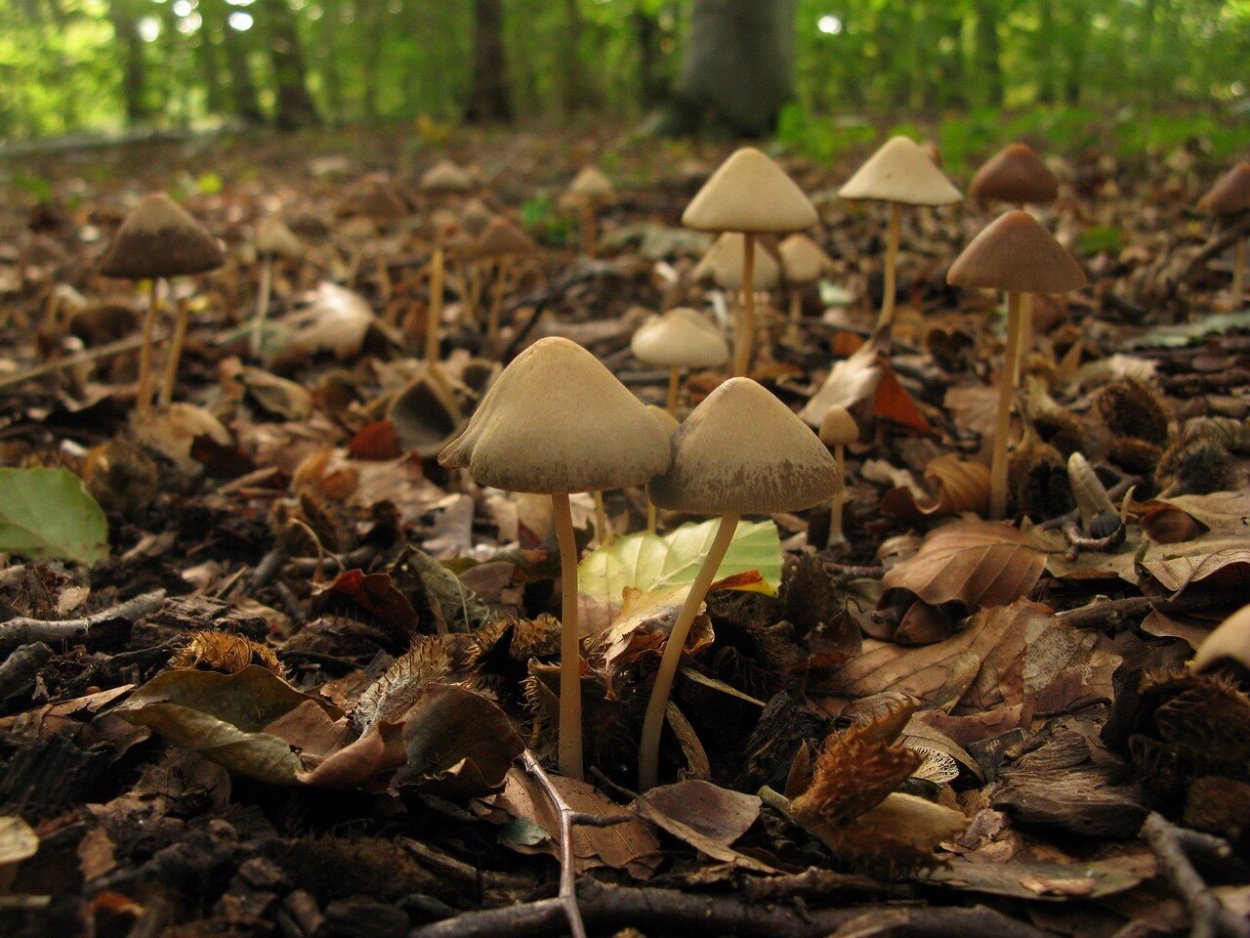 Group of Mushrooms