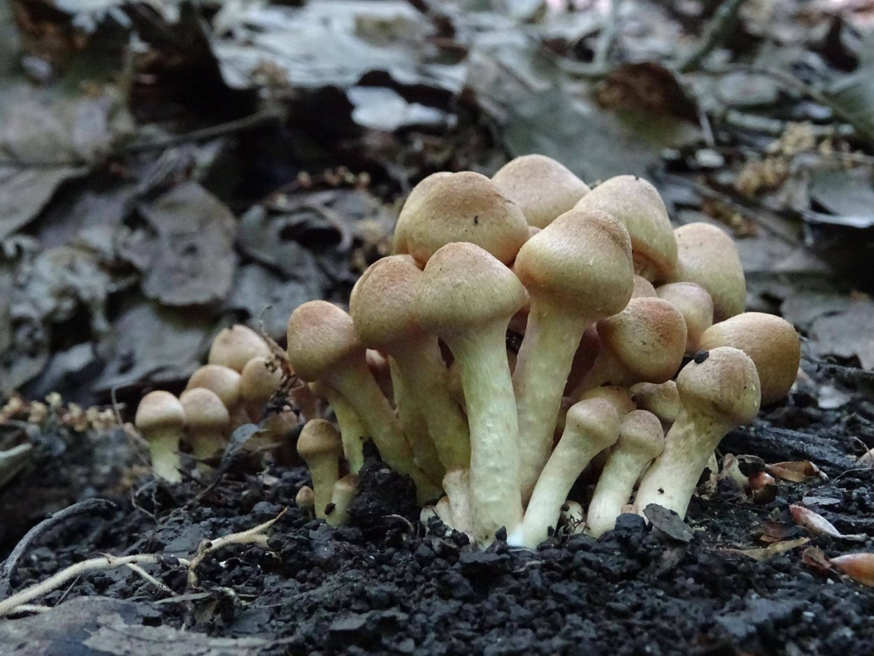 Psathyrella multipedata