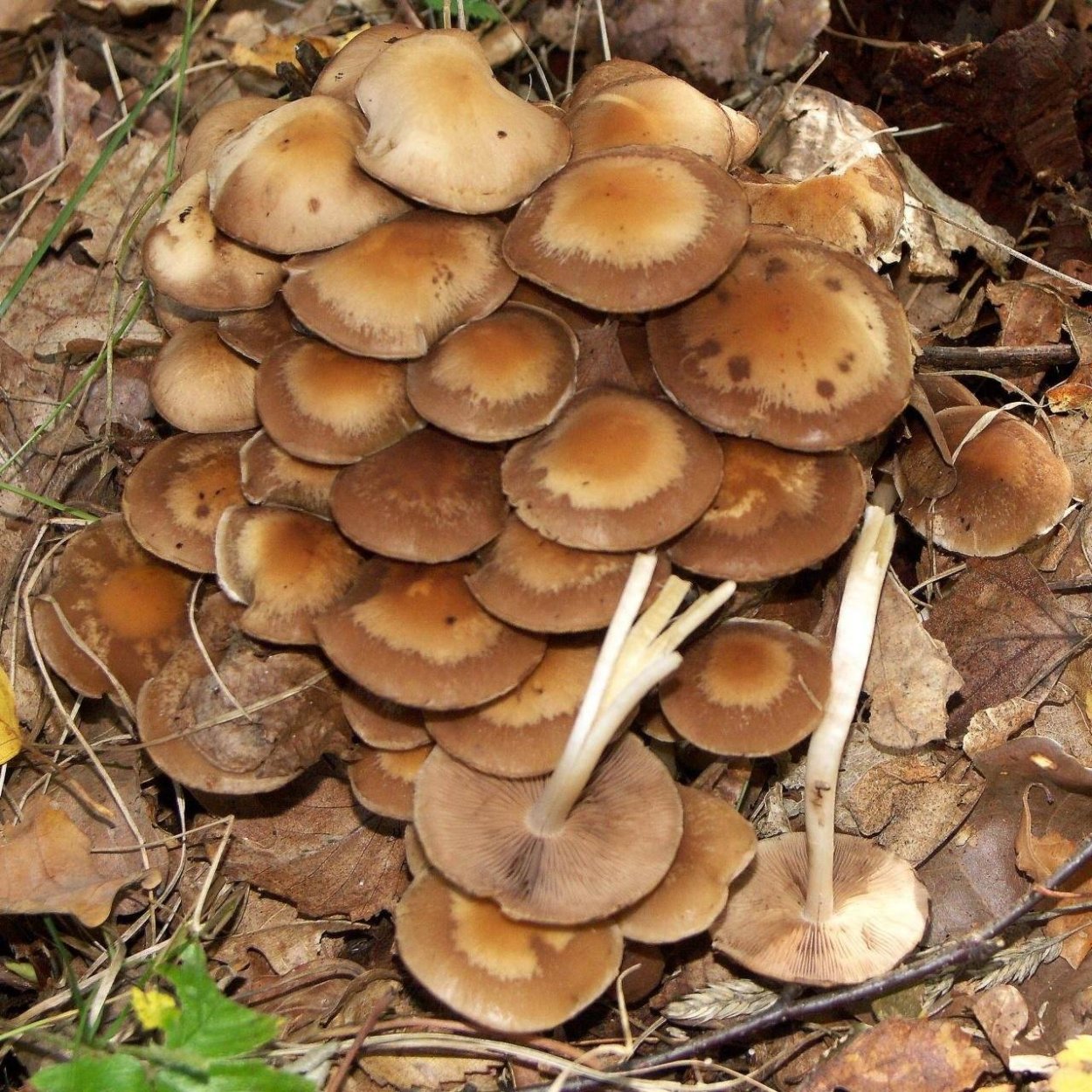 Psathyrella pygmaea