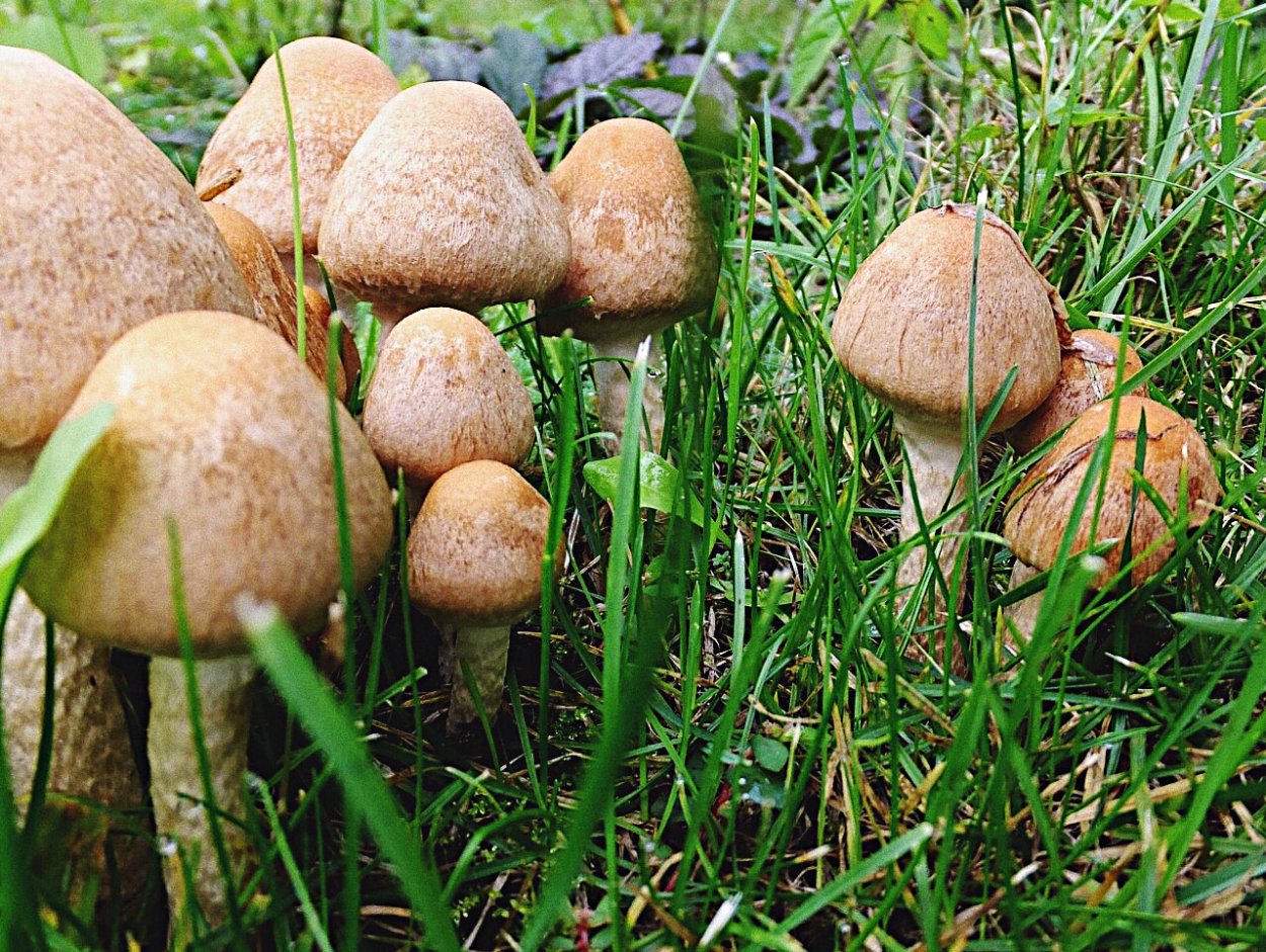 Psathyrella Aquatica