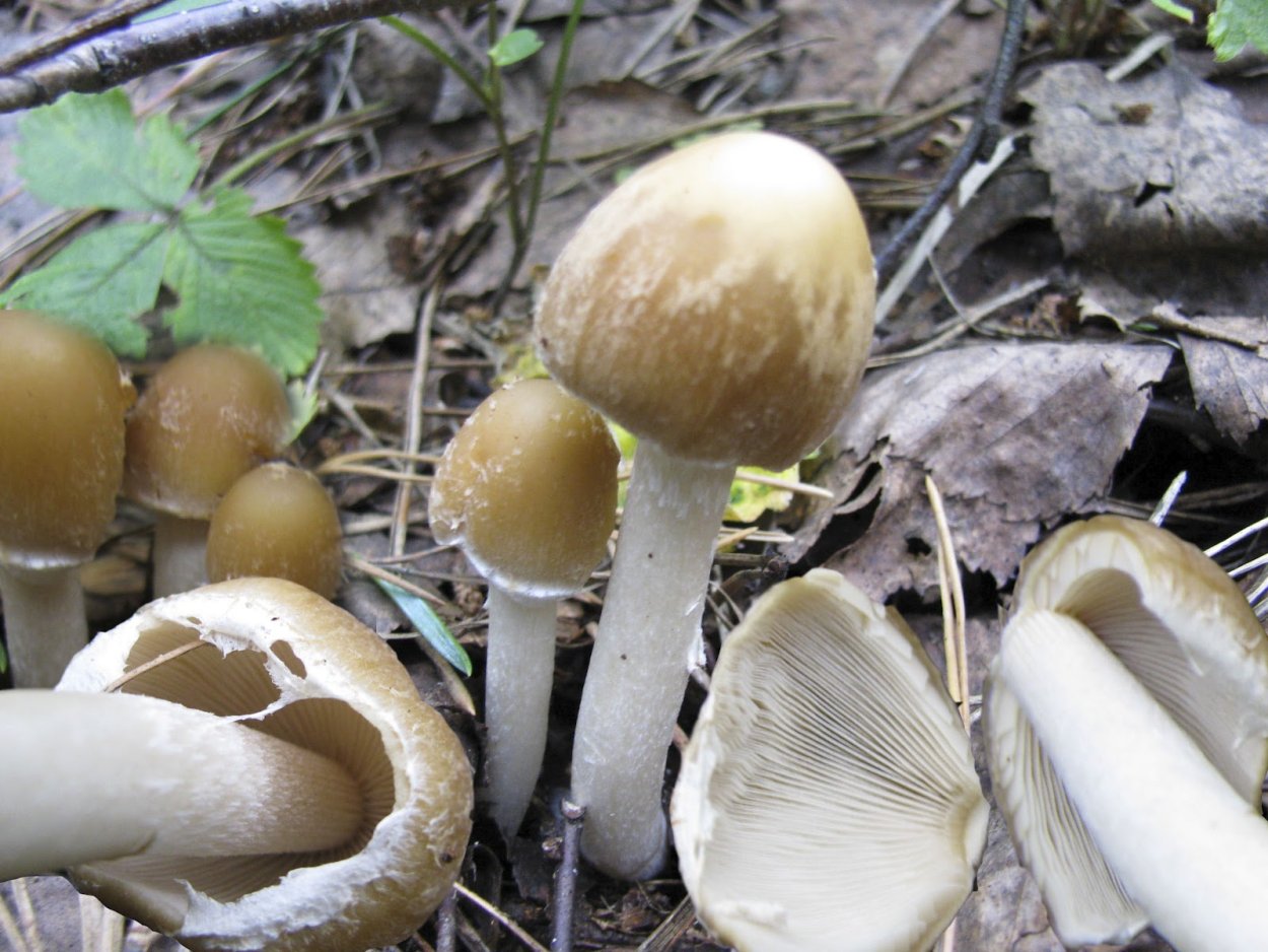 Psathyrella Olympiana