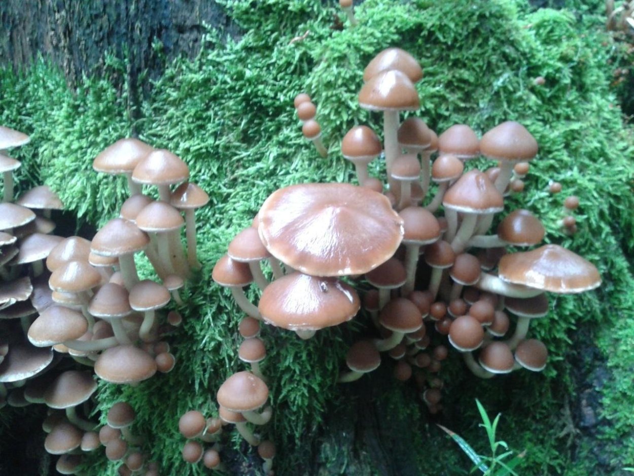 Psathyrella Cotonea