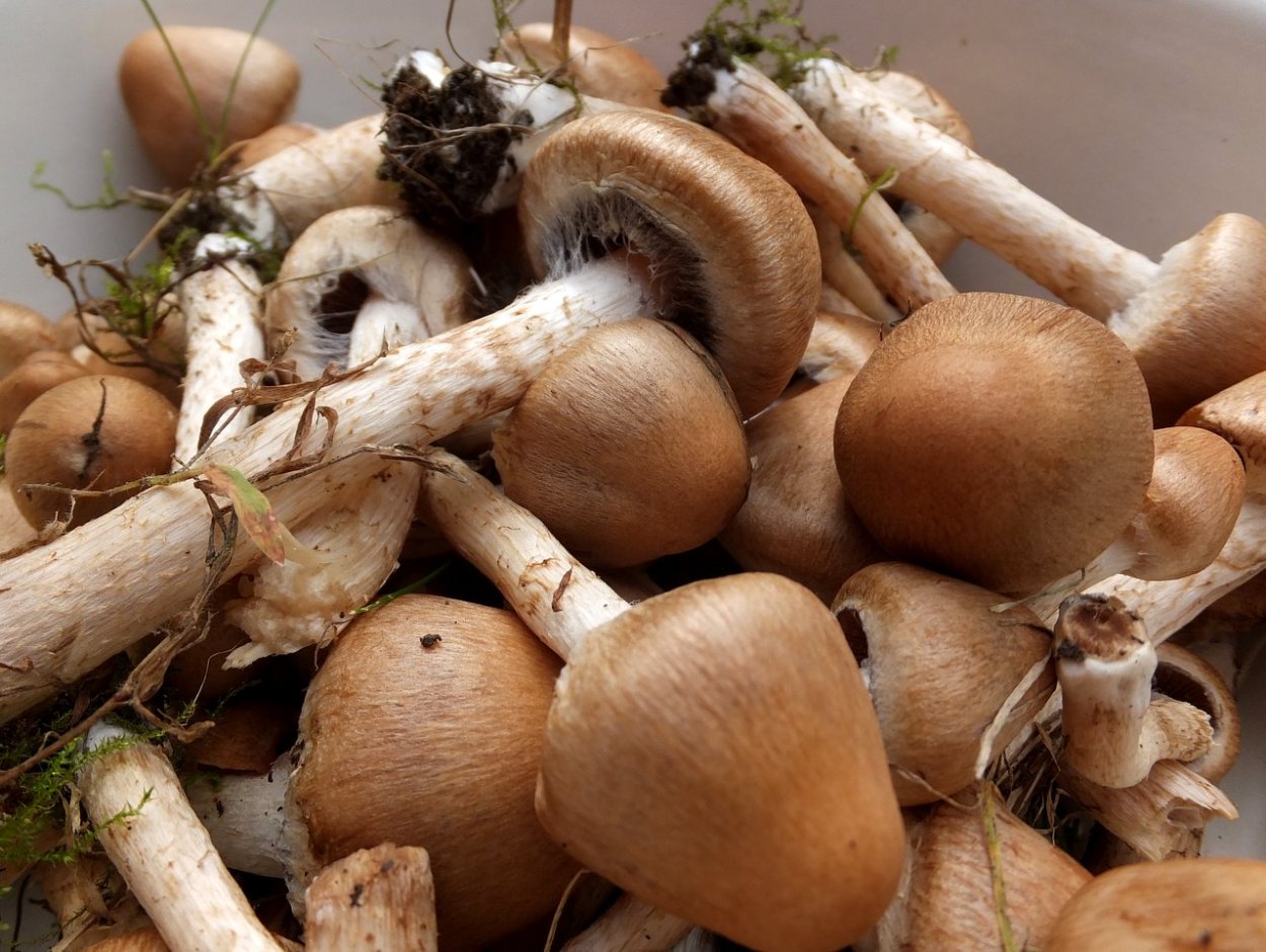 Psathyrella Cotonea