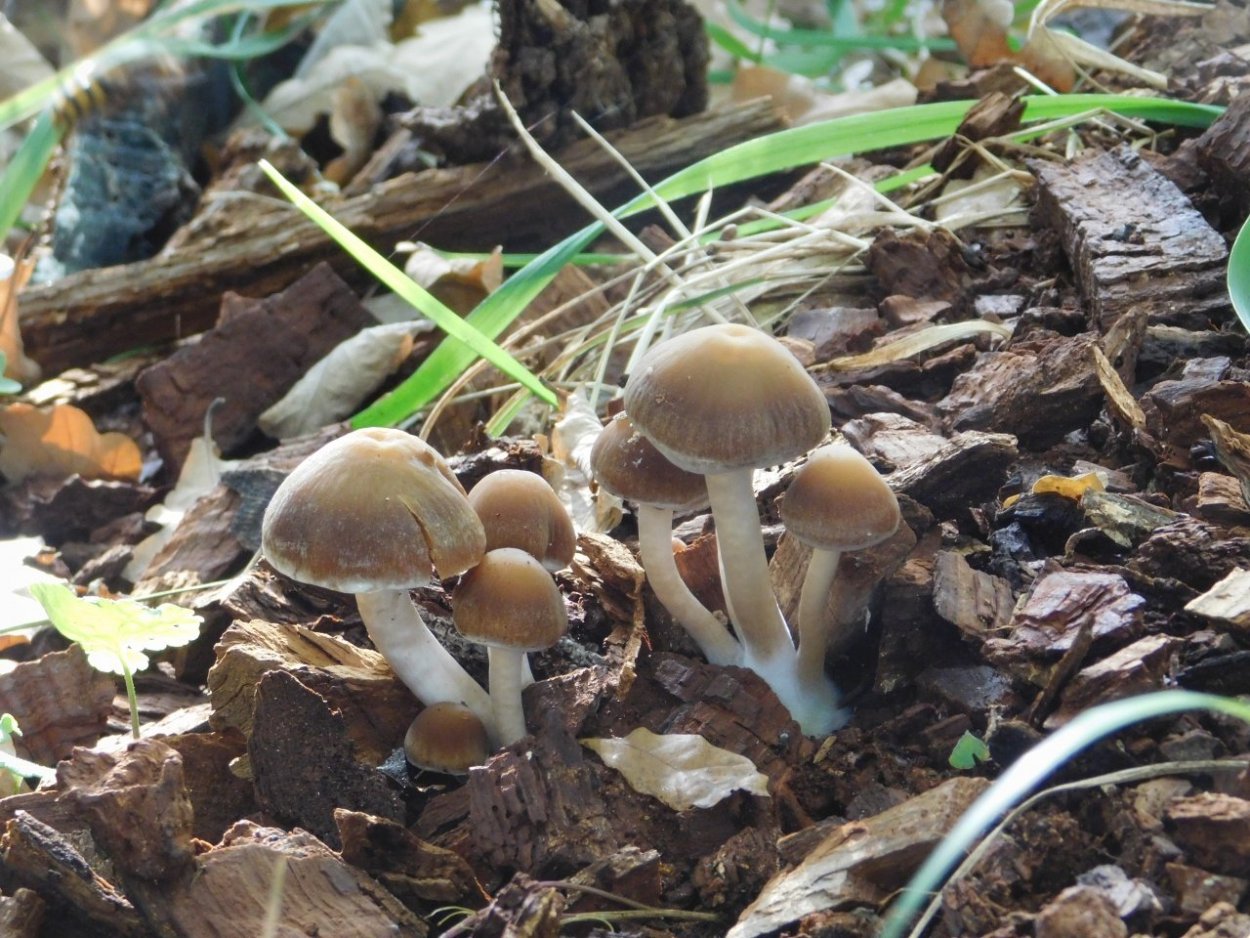 Ложноопенок Кандолля