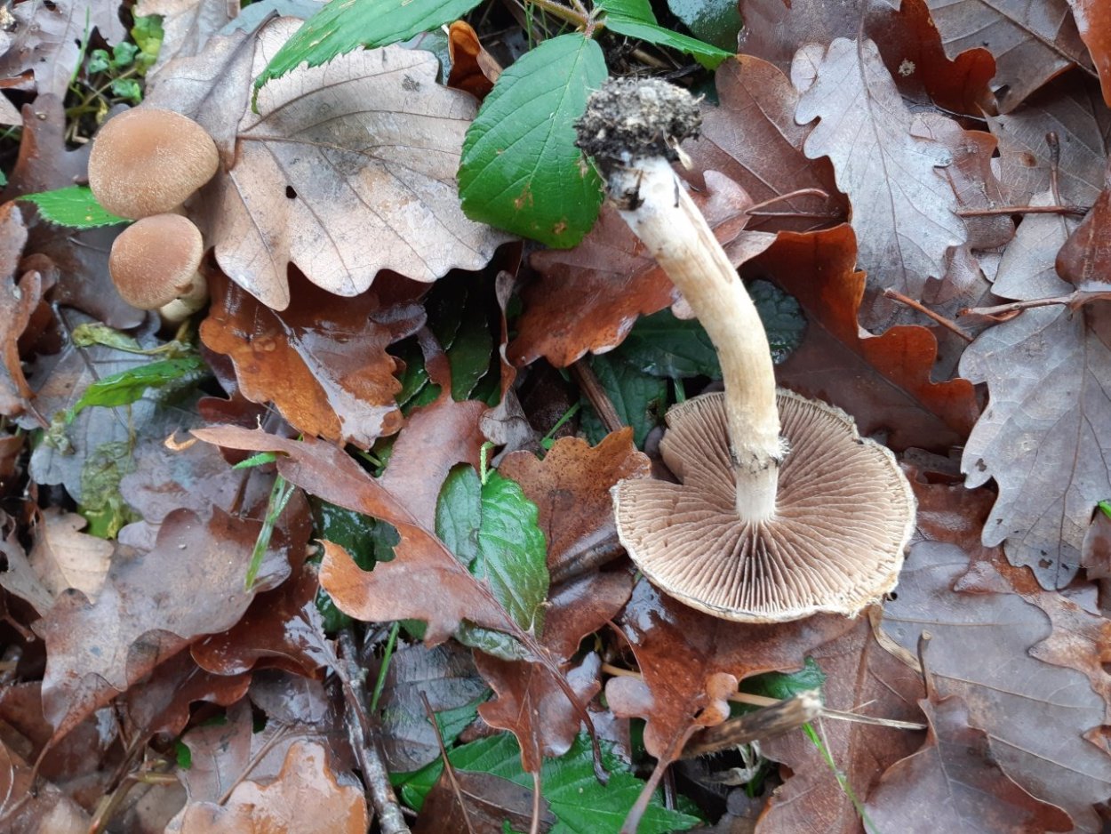 Psathyrella candolleana определитель грибов