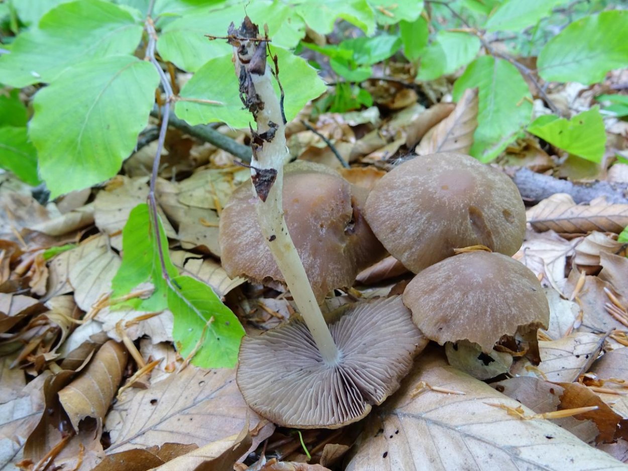 Psathyrella albescens
