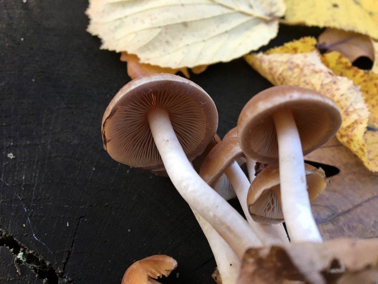 Псатирелла бархатистая (Psathyrella lacrymabunda)
