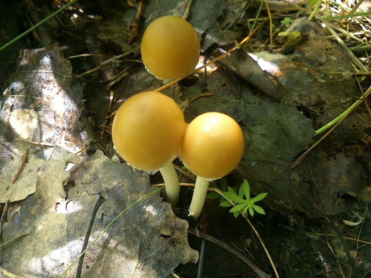 Lacrymaria pyrotricha