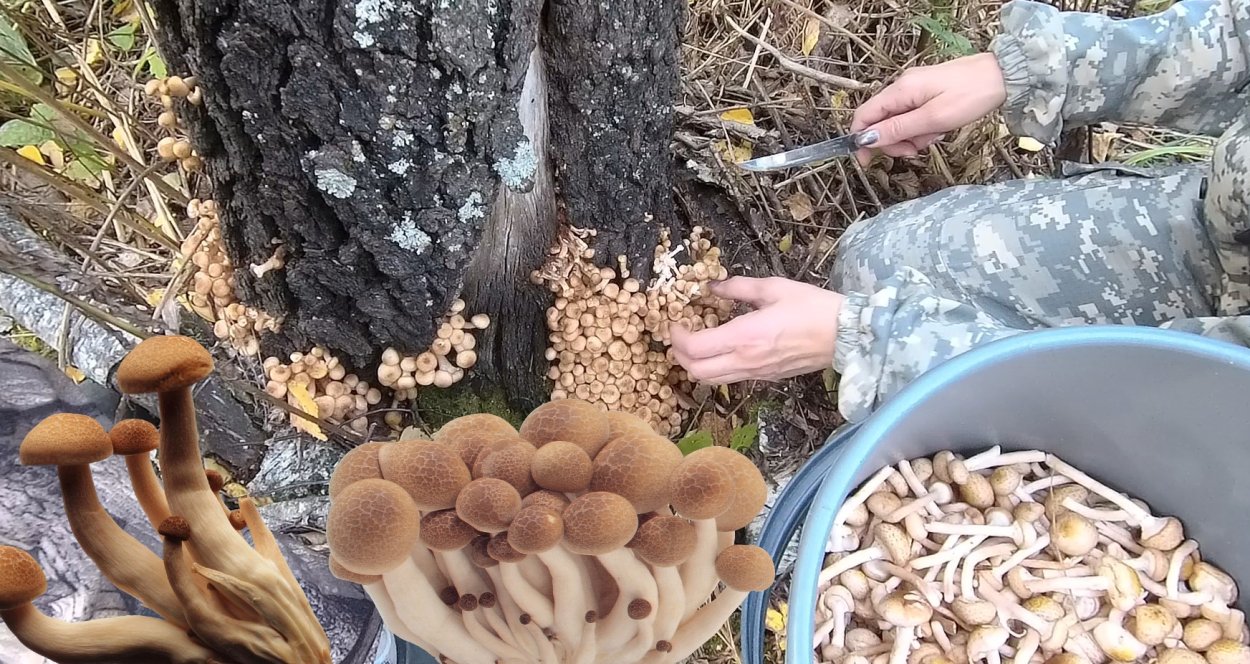 Еловые опята съедобные