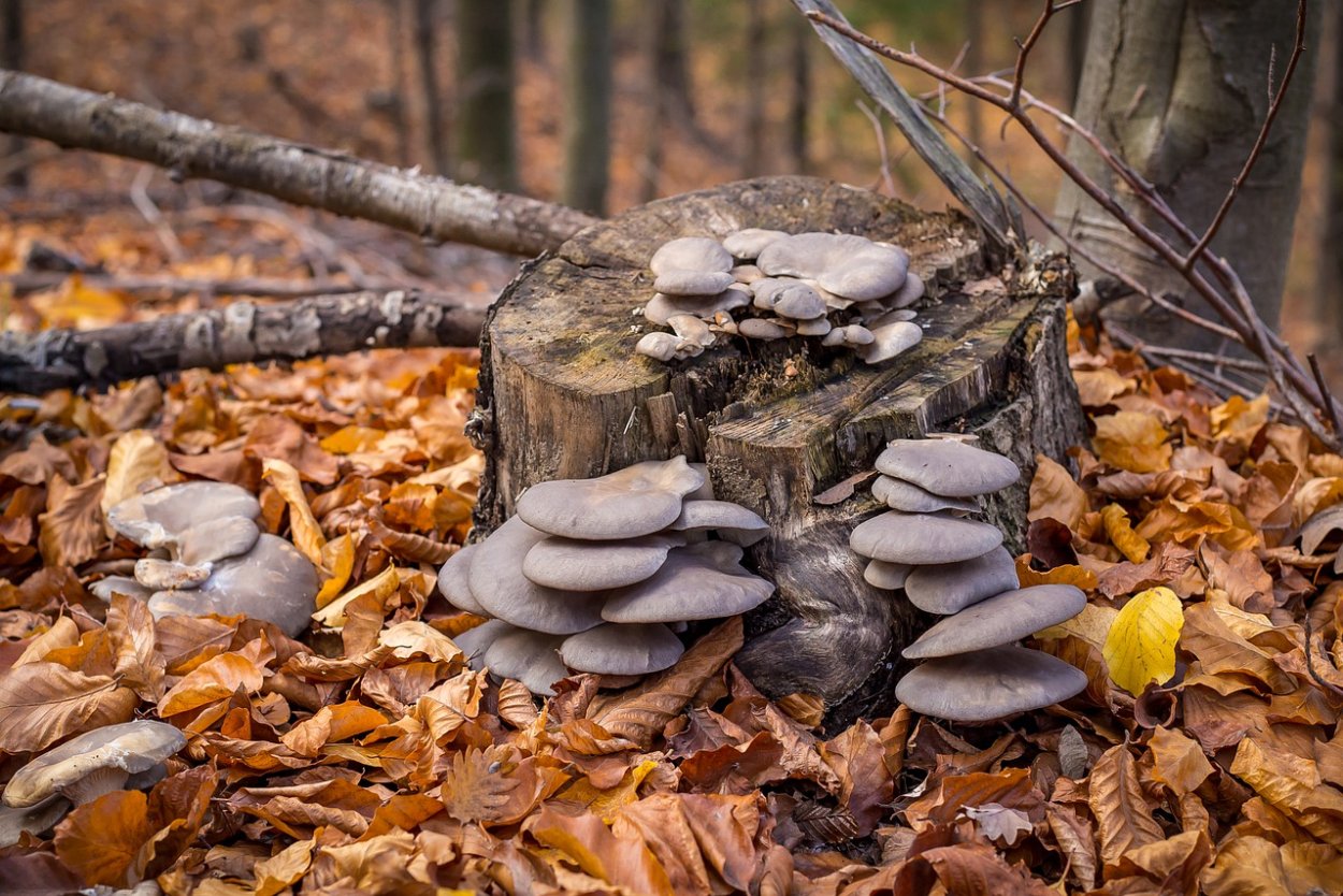 Пеньковые опята
