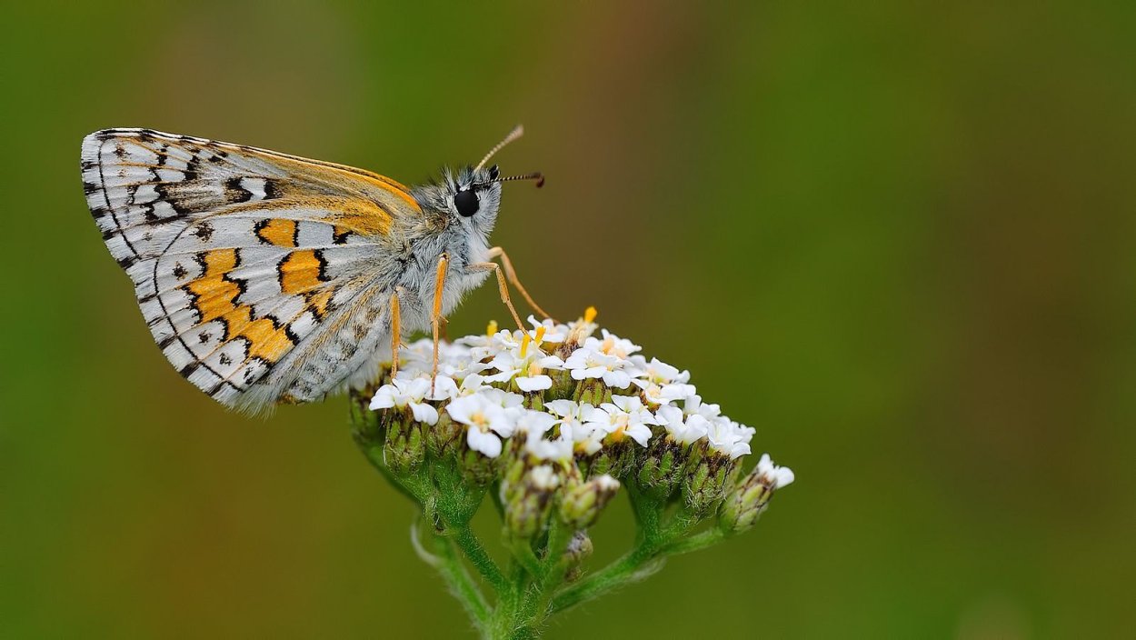 Pyrgus malvae