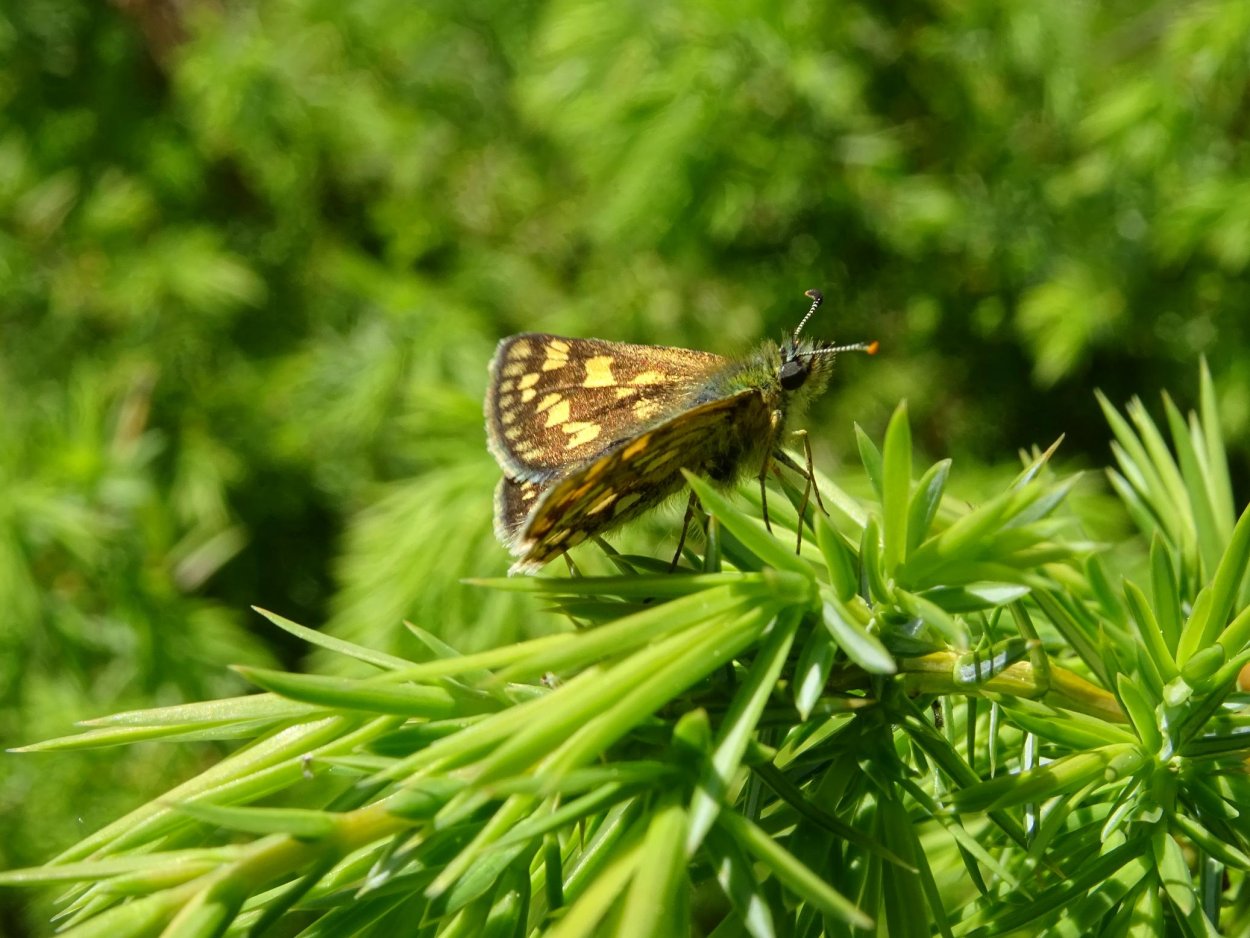 Hesperiidae small Skipper Thymelicus Sylvestris