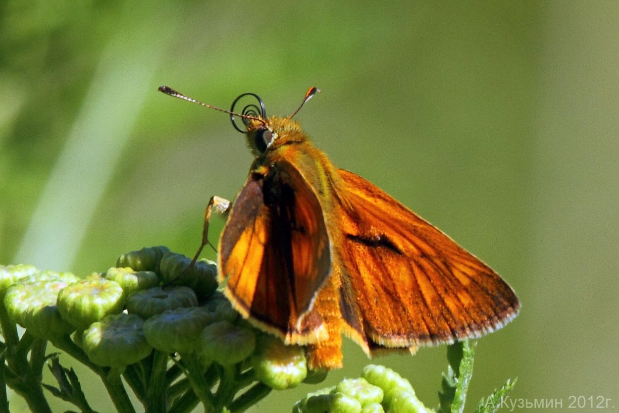 Carterocephalus Palaemon