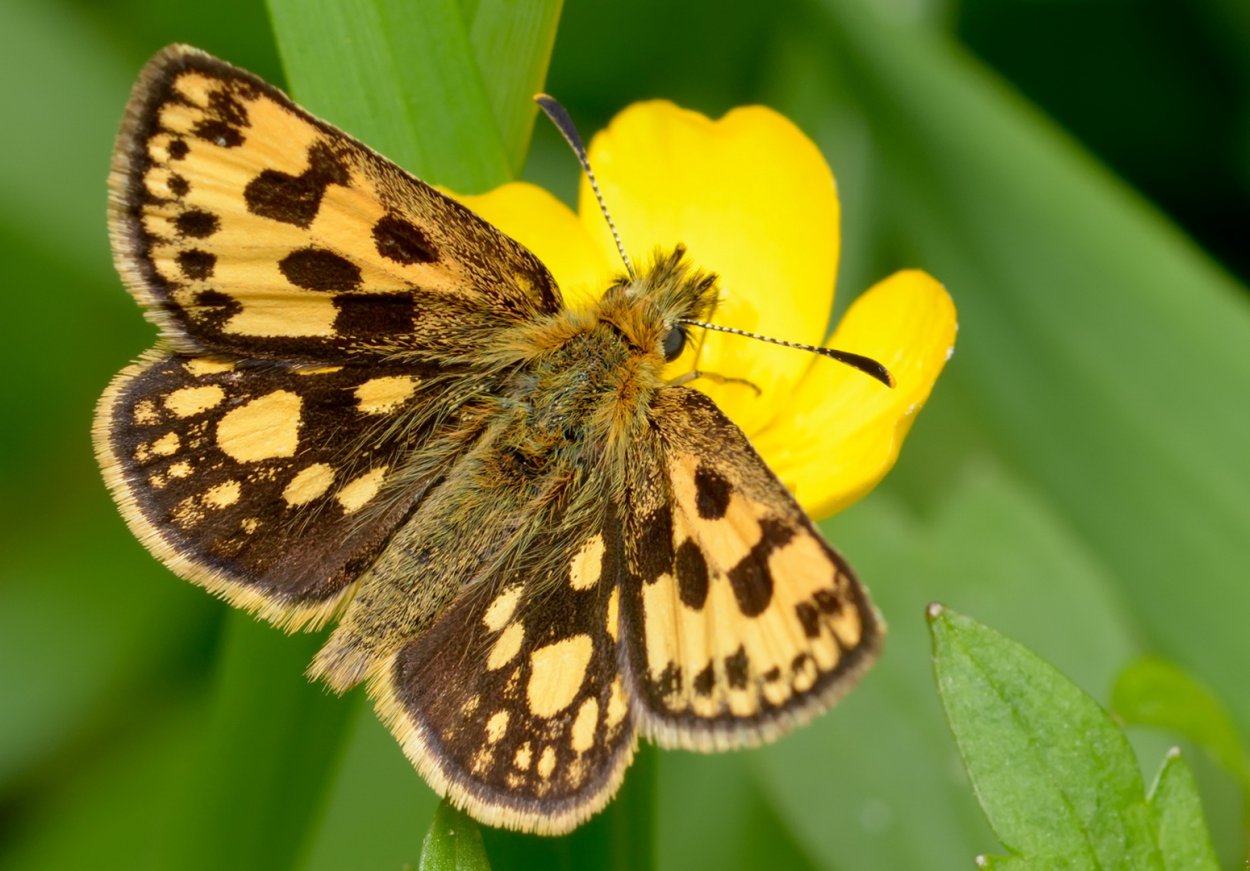 Thymelicus Sylvestris