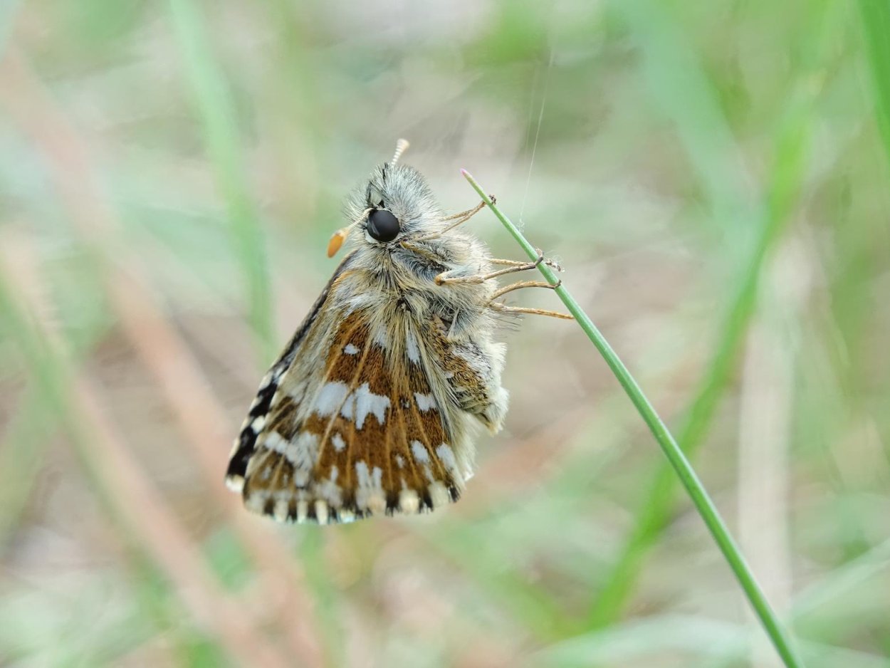 Семейство Толстоголовки Hesperiidae