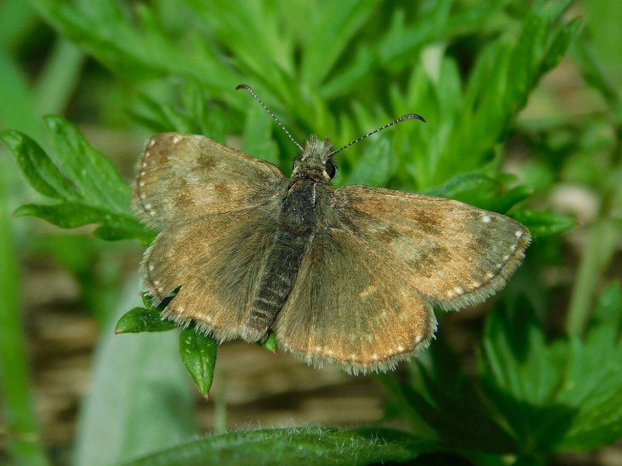 Thymelicus