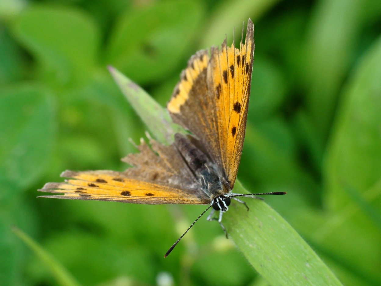 Pyrgus malvae