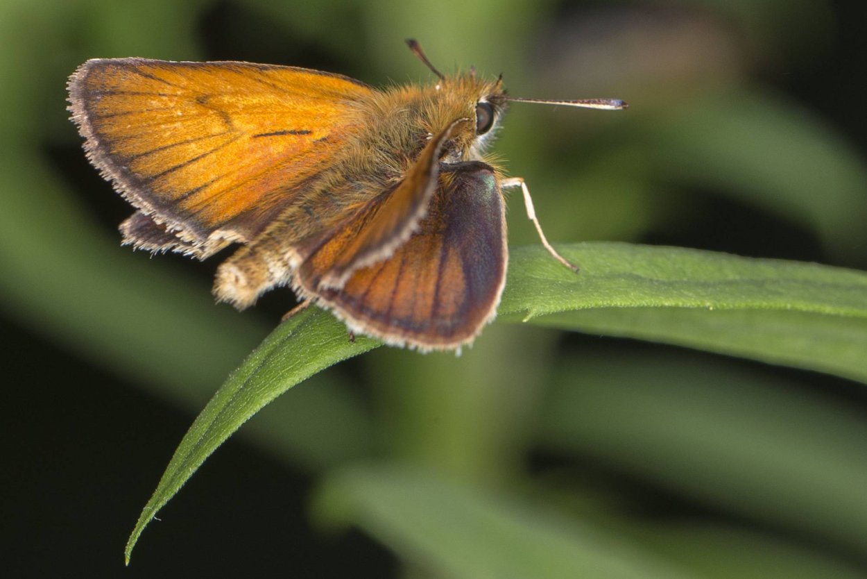 Thymelicus Sylvestris