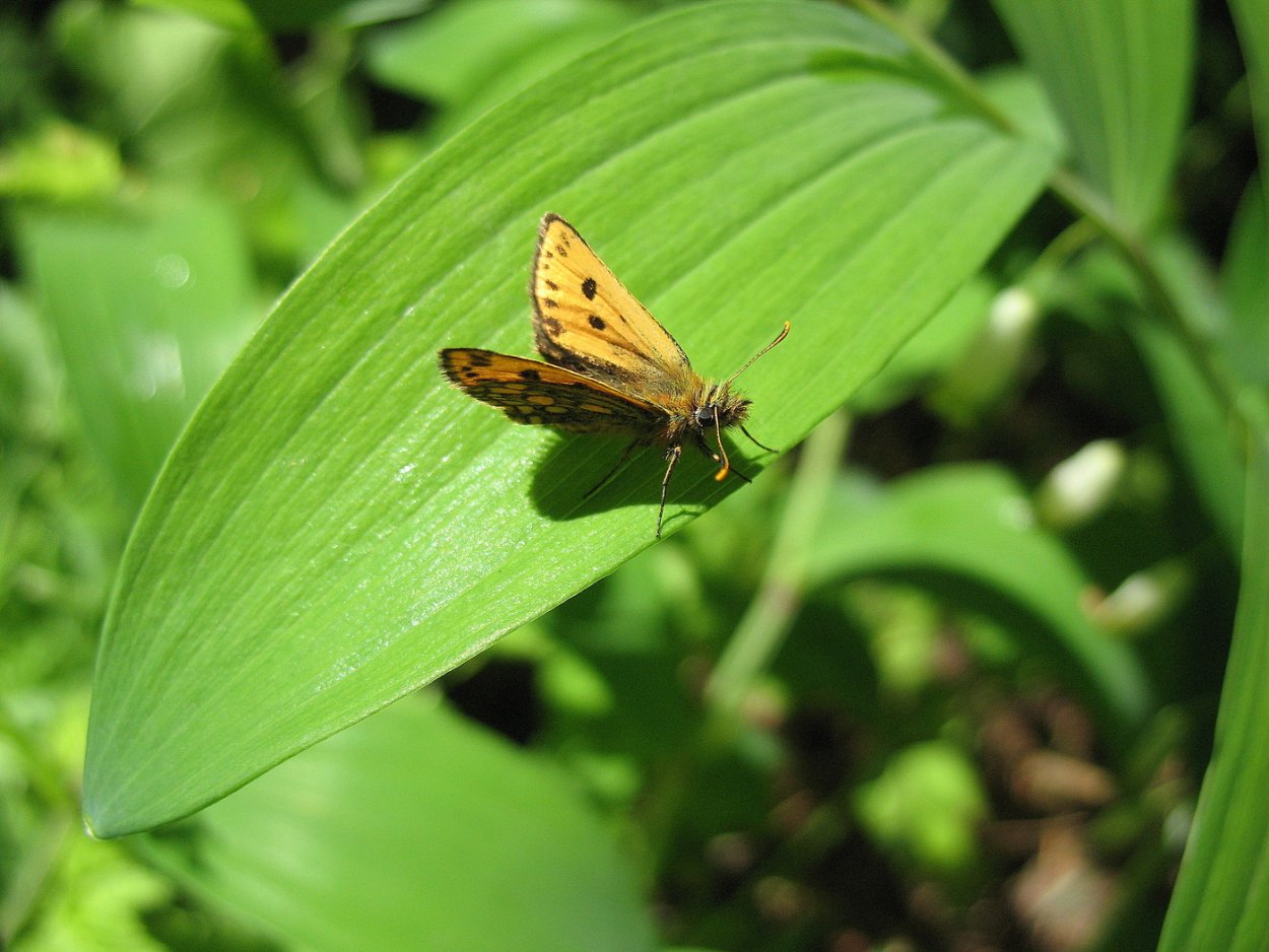 Thymelicus lineola