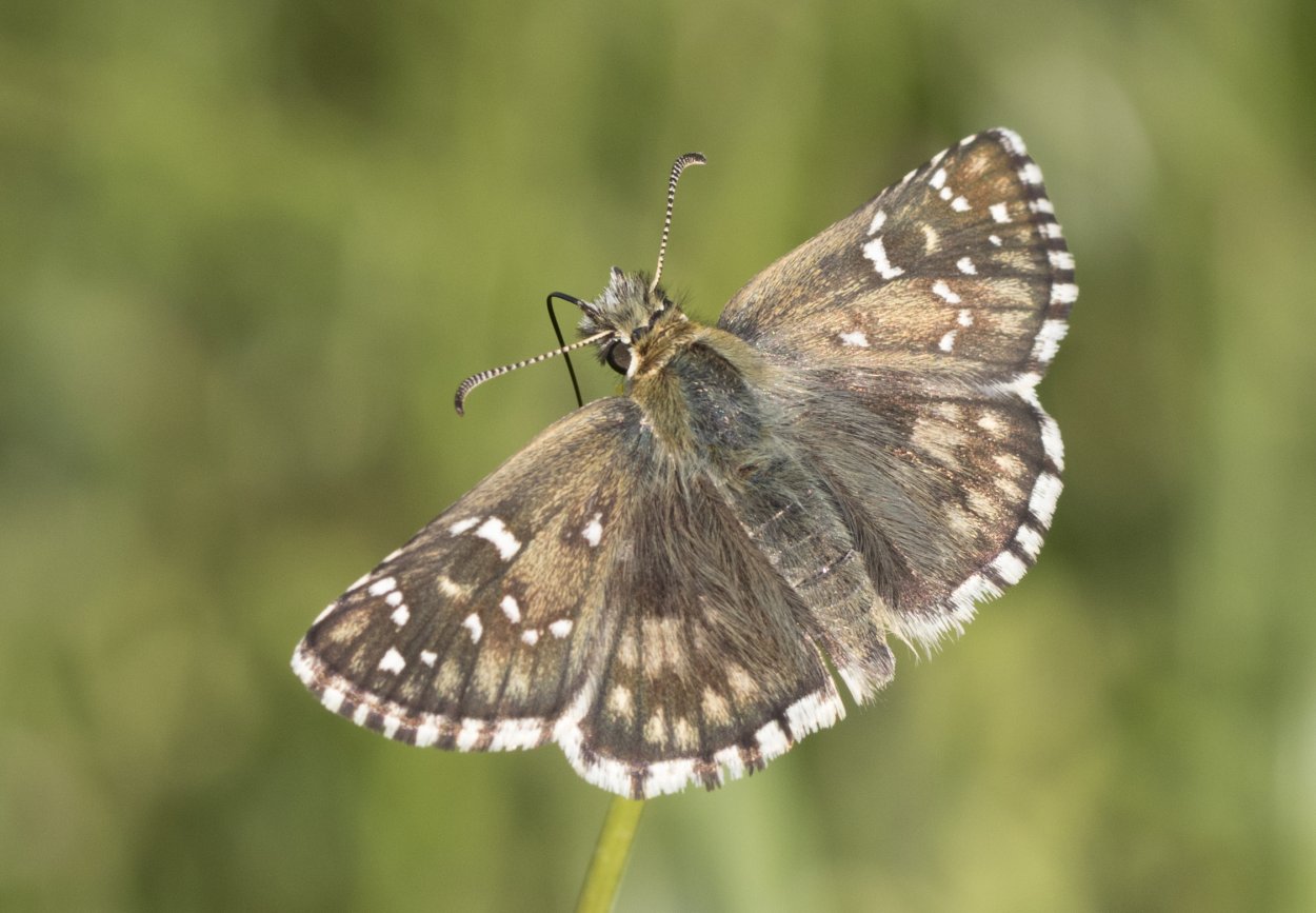 Толстоголовка Лесная (ochlodes Sylvanus)