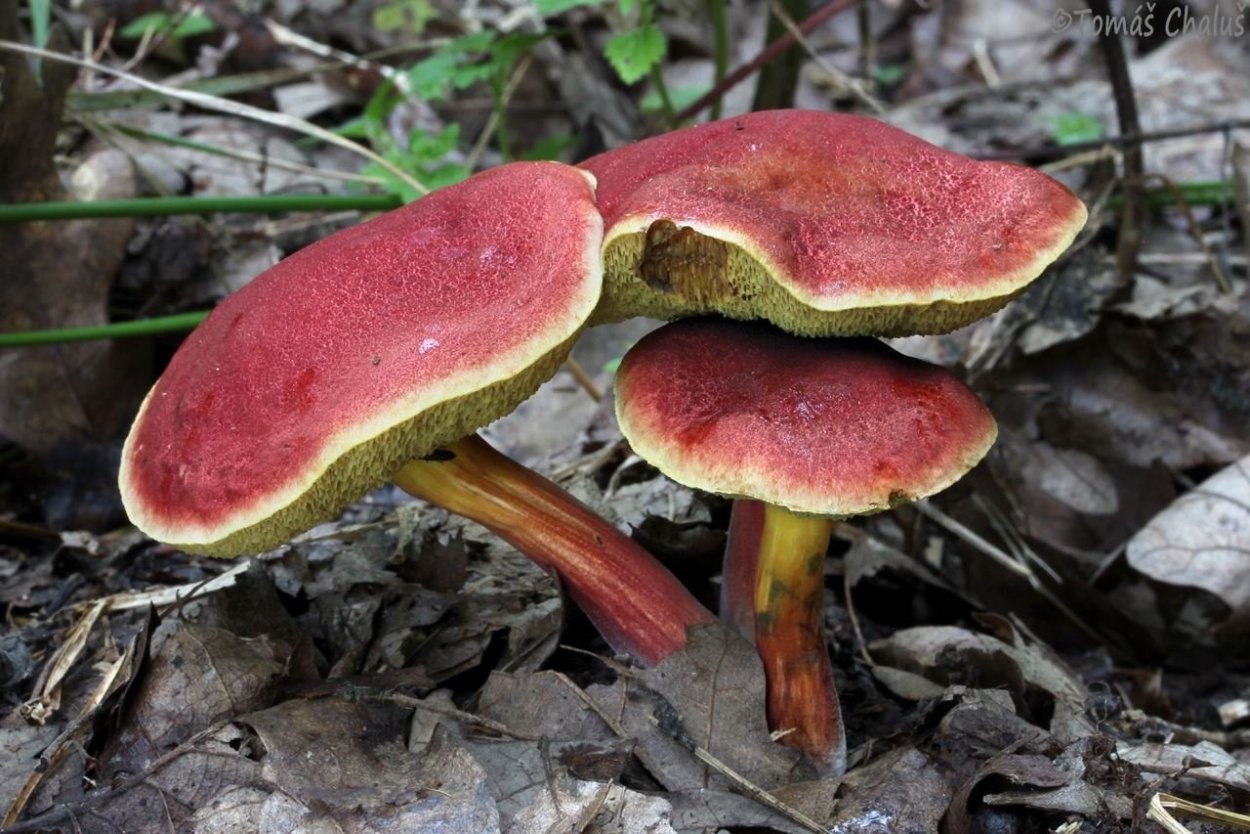 Моховик красный Xerocomus rubellus