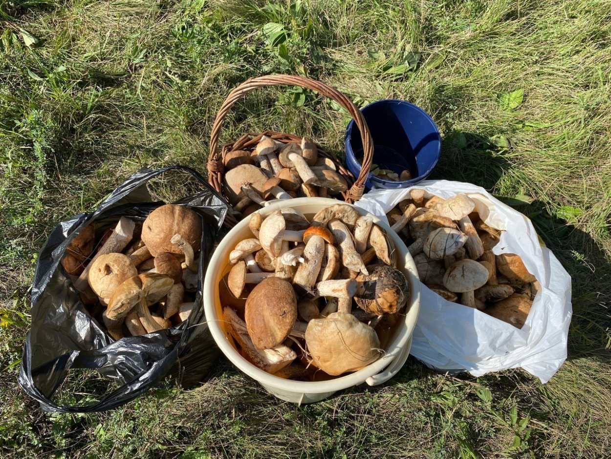 Поход за ягодами и грибами