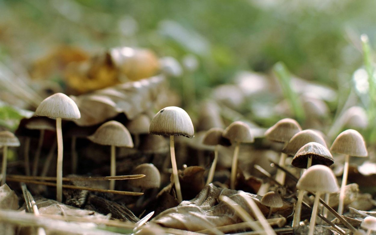 Опенок Луговой Marasmius Oreades