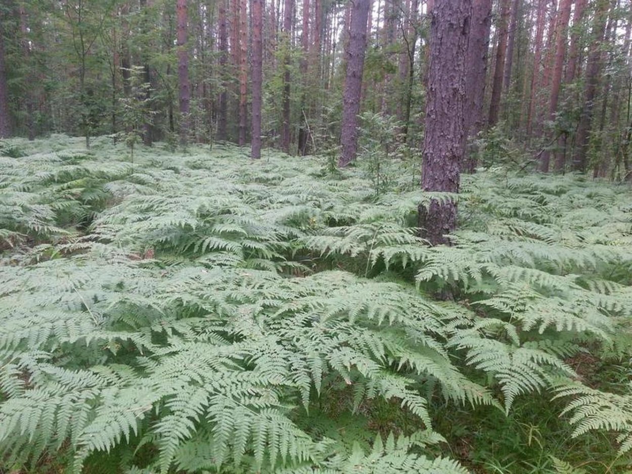 Папоротниковидные Щитовник