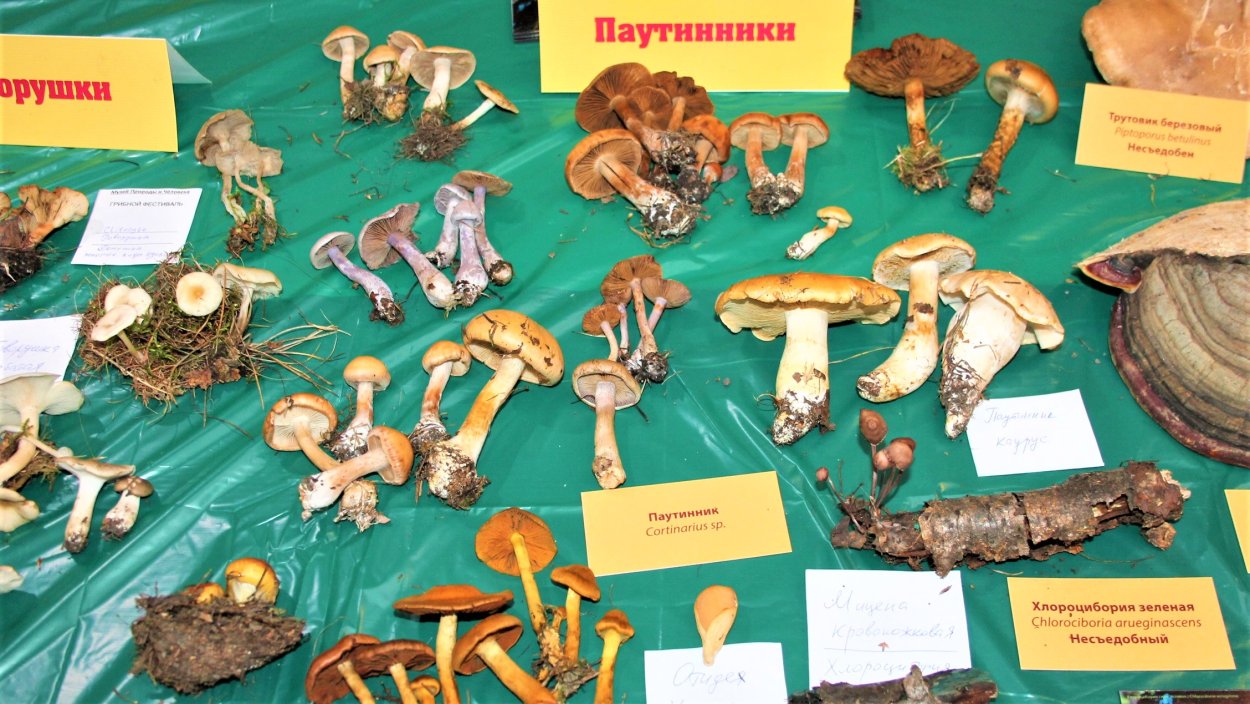 Грибы ХМАО Югры