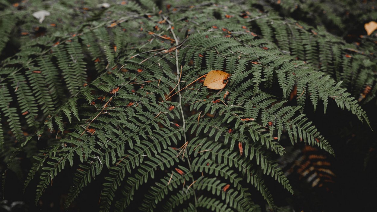 Зеленый цвет 3840×2160