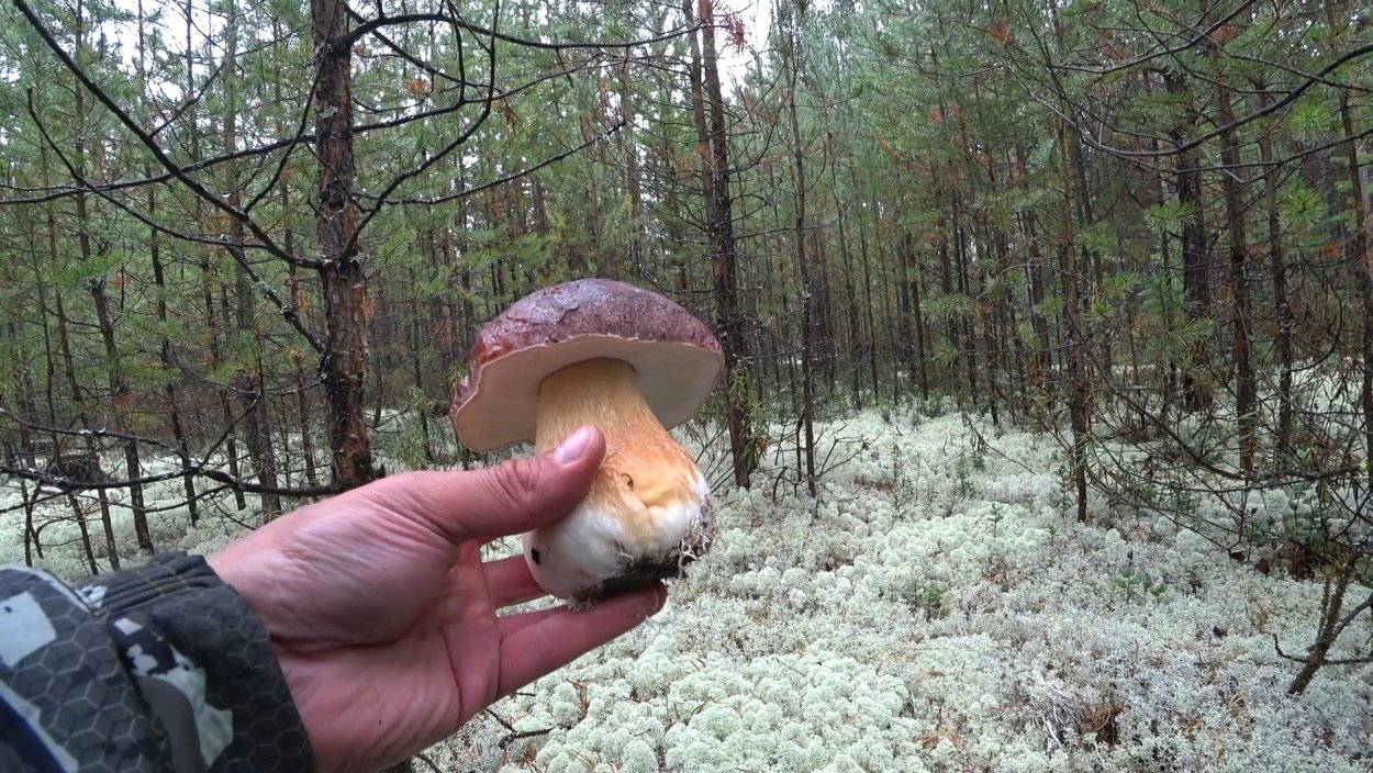 Грибы ХМАО Югры