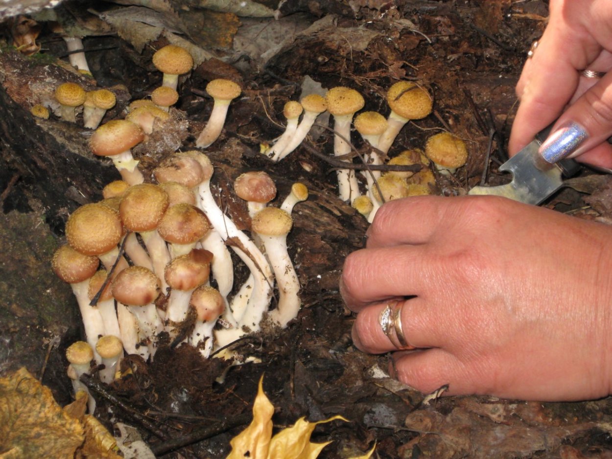 Опенок Луговой Marasmius Oreades