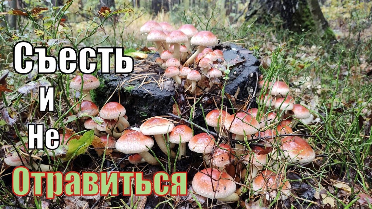Осенние опята ольховые