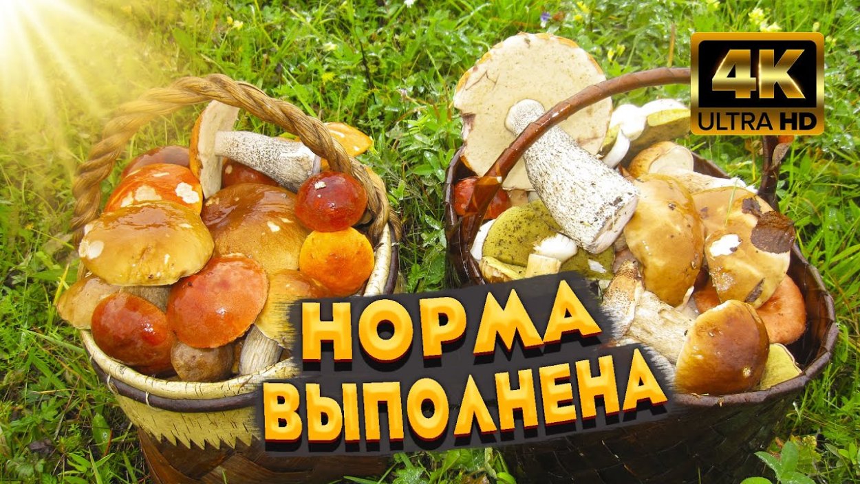 Рыжики опята Свердловской области