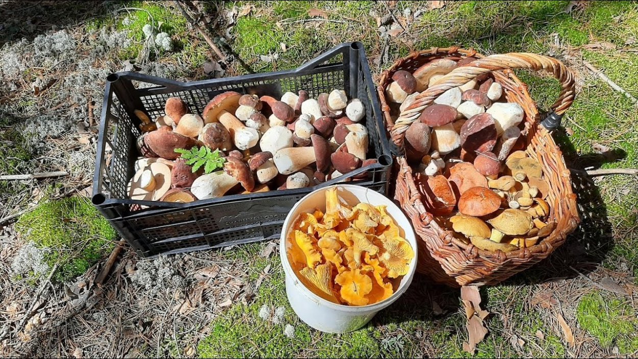 1. Armillaria mellea – опенок осенний