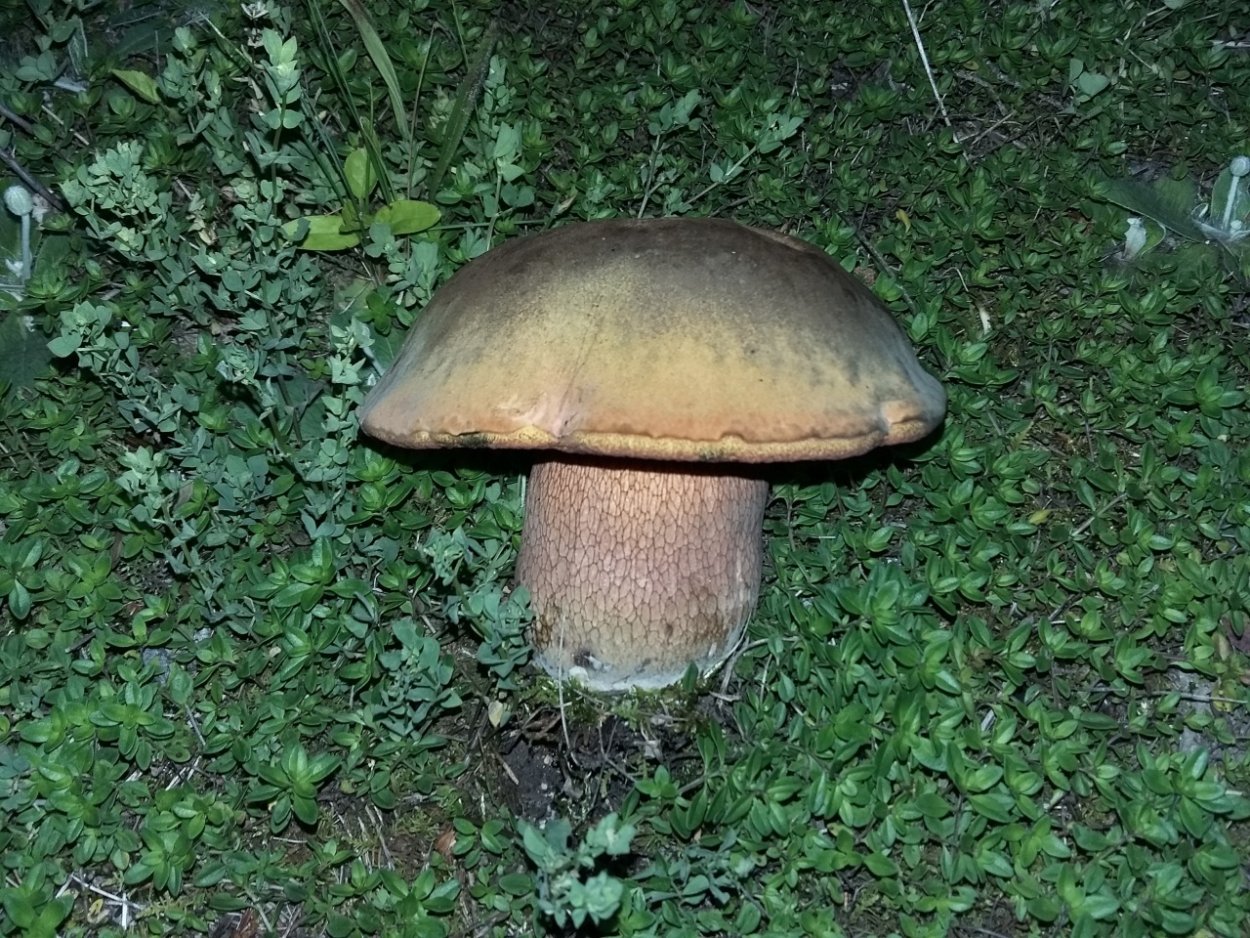 Boletus luridus Дубовик обыкновенный