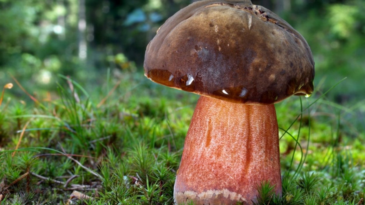 Болетус красноножковый Neoboletus erythropus