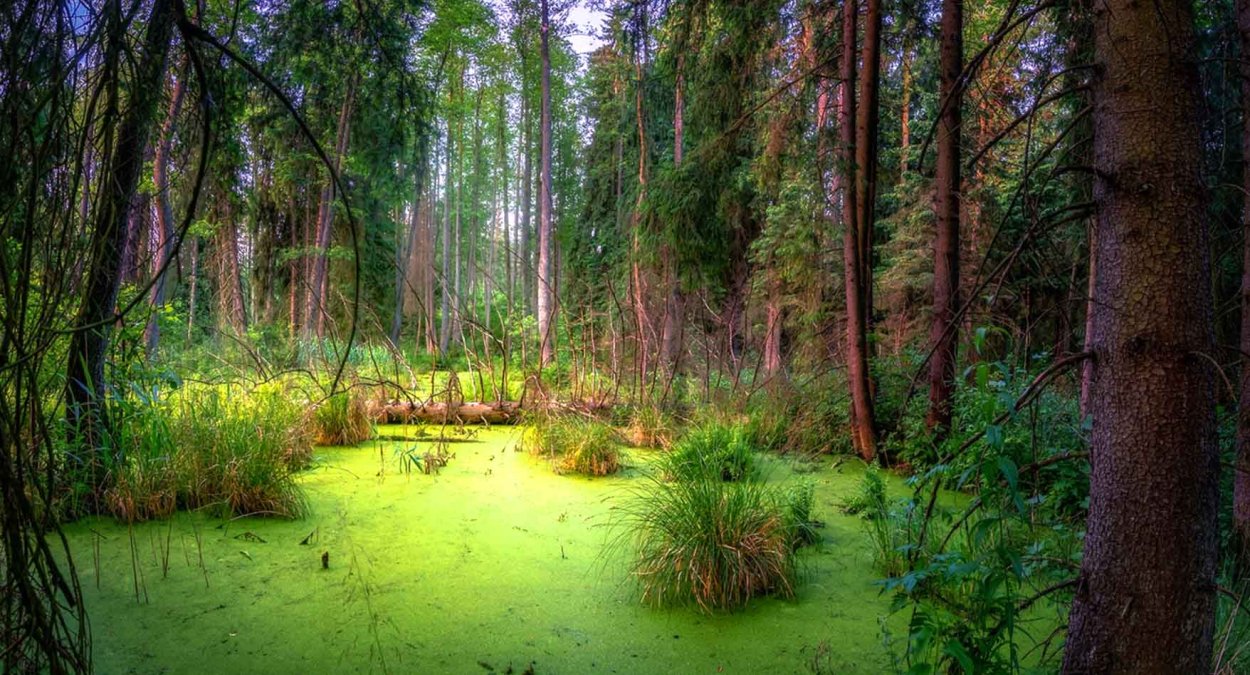 Дюлокский лес болото
