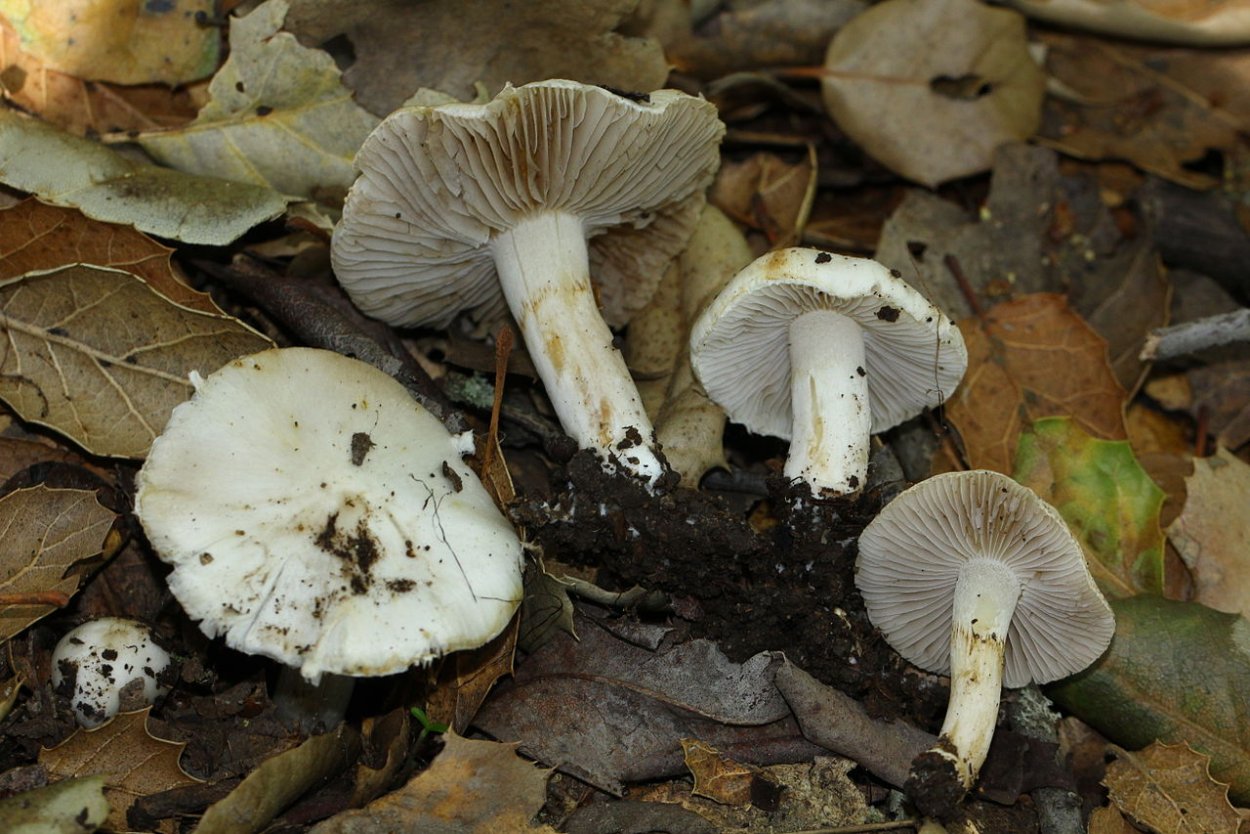 Inocybe maculata