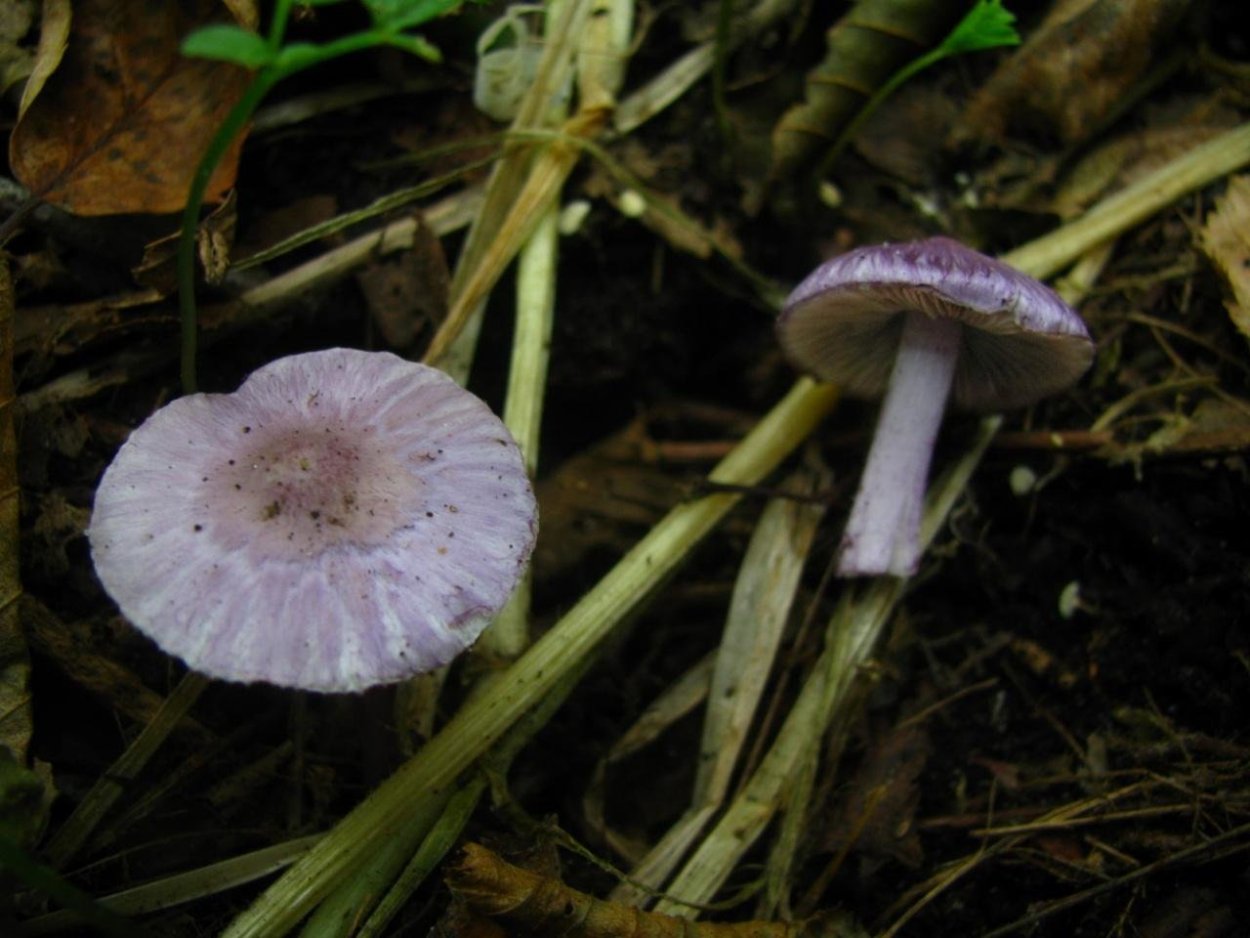 Волоконница волокнистая (Inocybe rimosa)