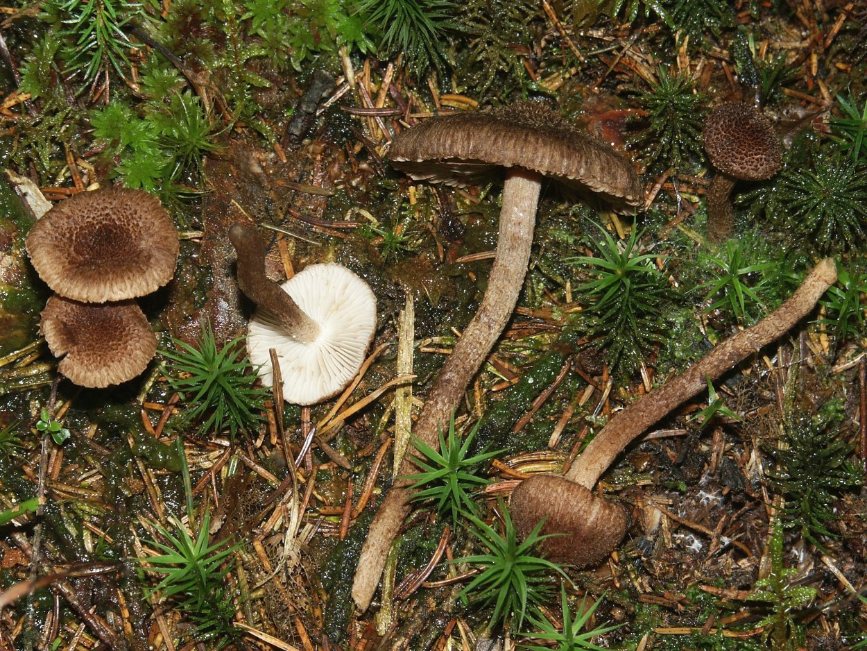 Гриб Inocybe aeruginascens